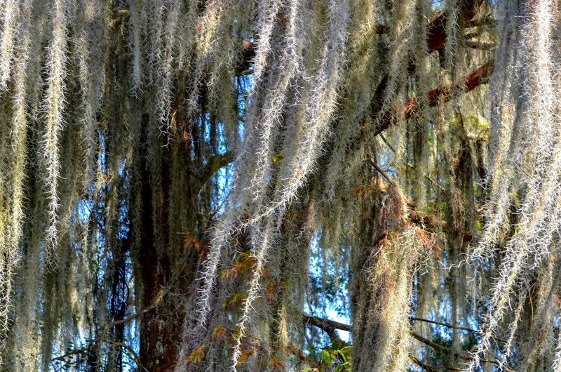 Moss Before Treatment