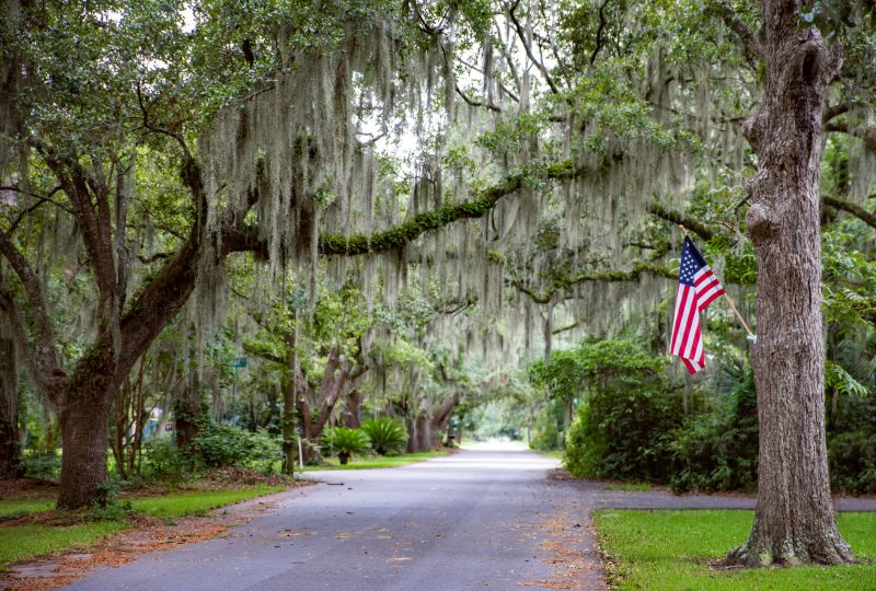 Spanish Moss Treated in Spring